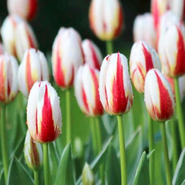 Tulip Bulbs (Happy Generation, 3 Bulb)